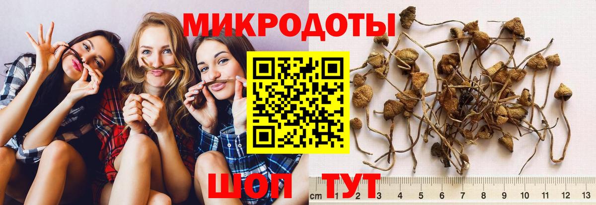 Галлюциногенные грибы Psilocybine cubensis Семилуки
